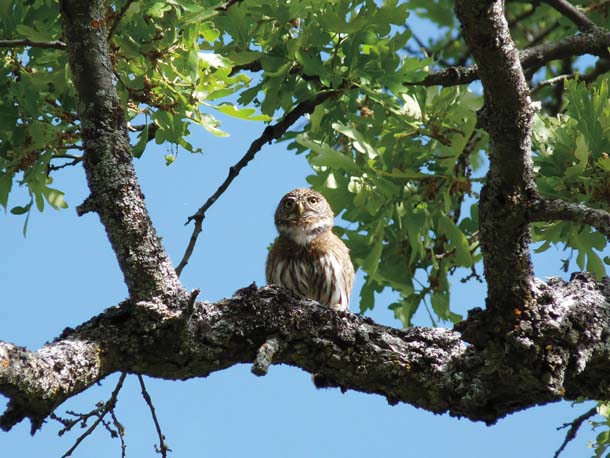 Pygmy owl in blue oak